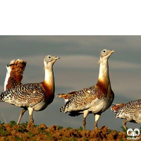 گونه میش مرغ Great Bustard